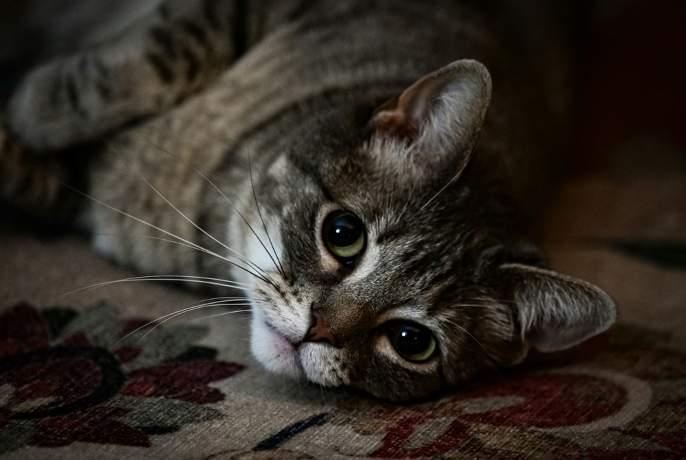 Cat close up