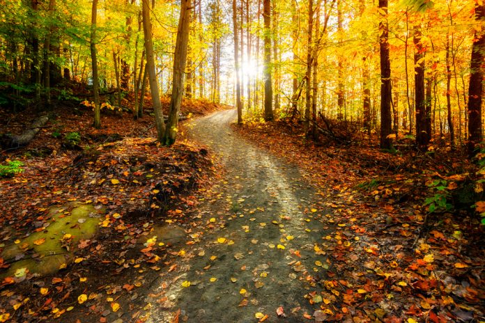 Sun shining through the trees on a path in a golden forest landscape setting during the autumn season.